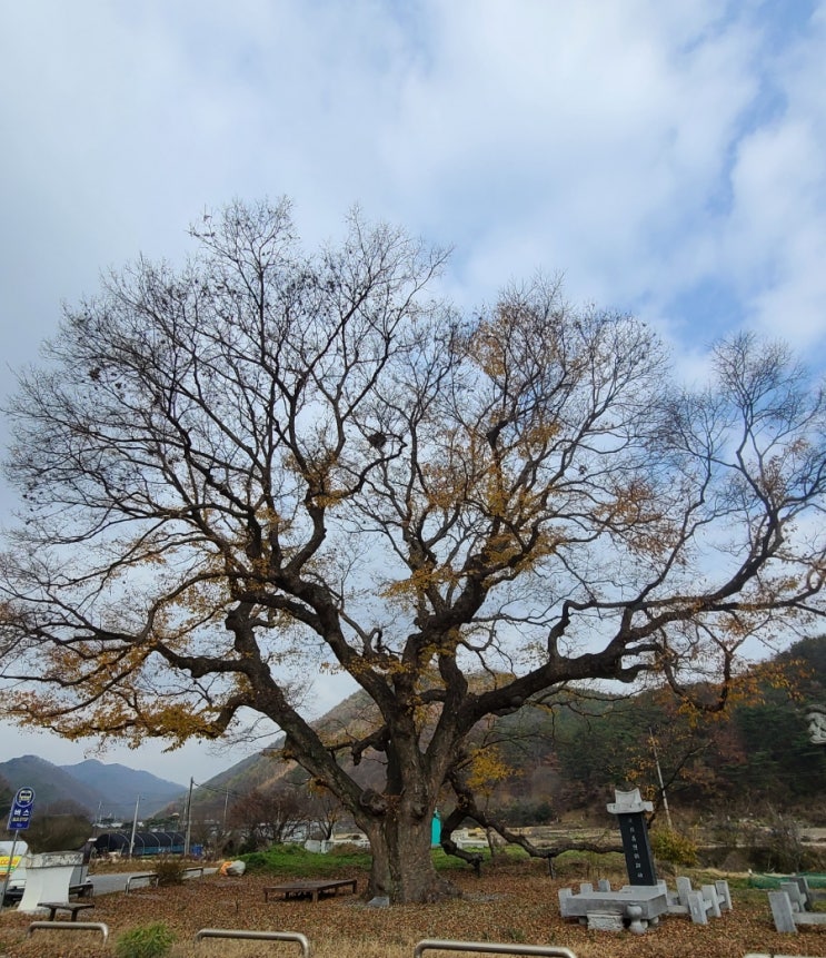  논산여행, 벌곡면 한삼천 느티나무(보호수, 시나무)