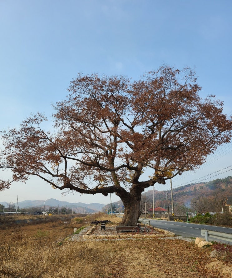  논산여행, 양촌면 산직리 느티나무(보호수, 지정번호: 8-7-1-33)