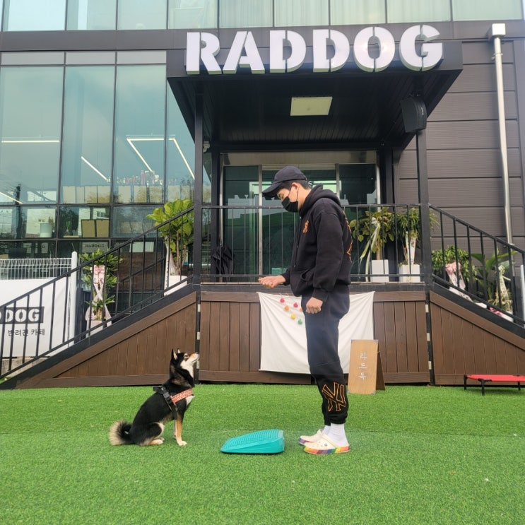  판교분당애견유치원:) 라드독