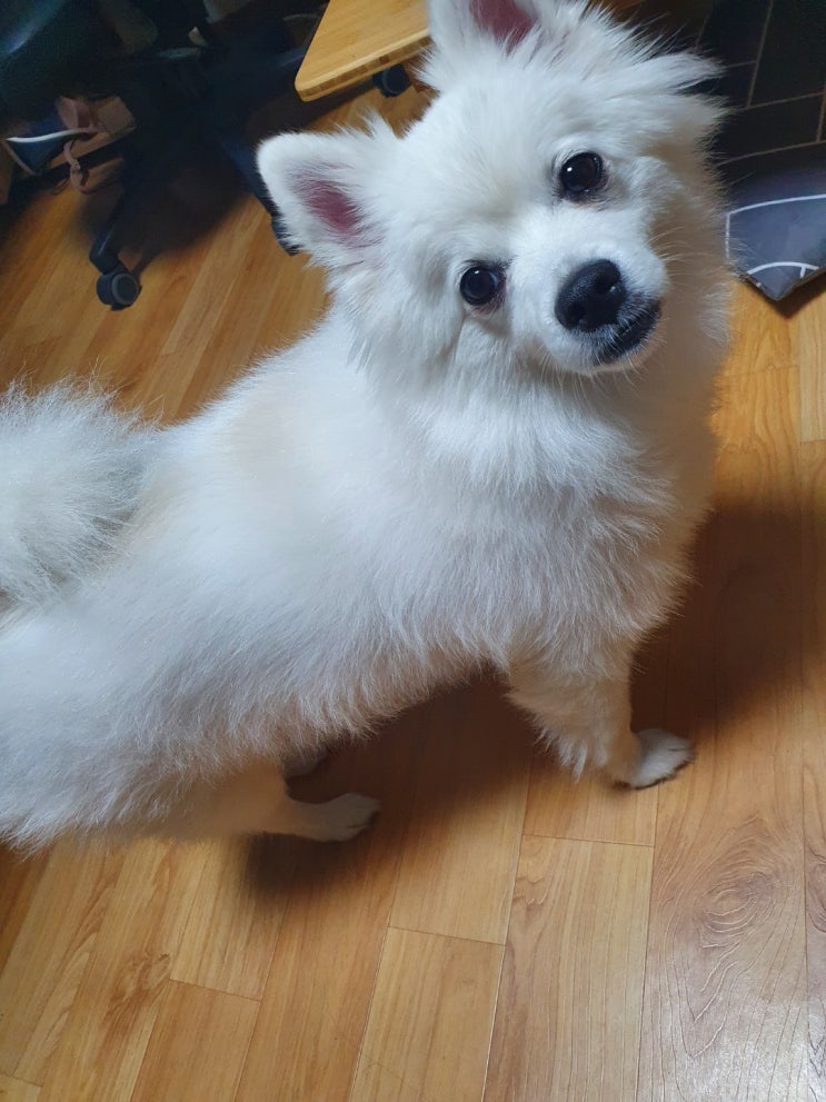  강아지 헛짖음 원인 알고 계세요 ? :)
