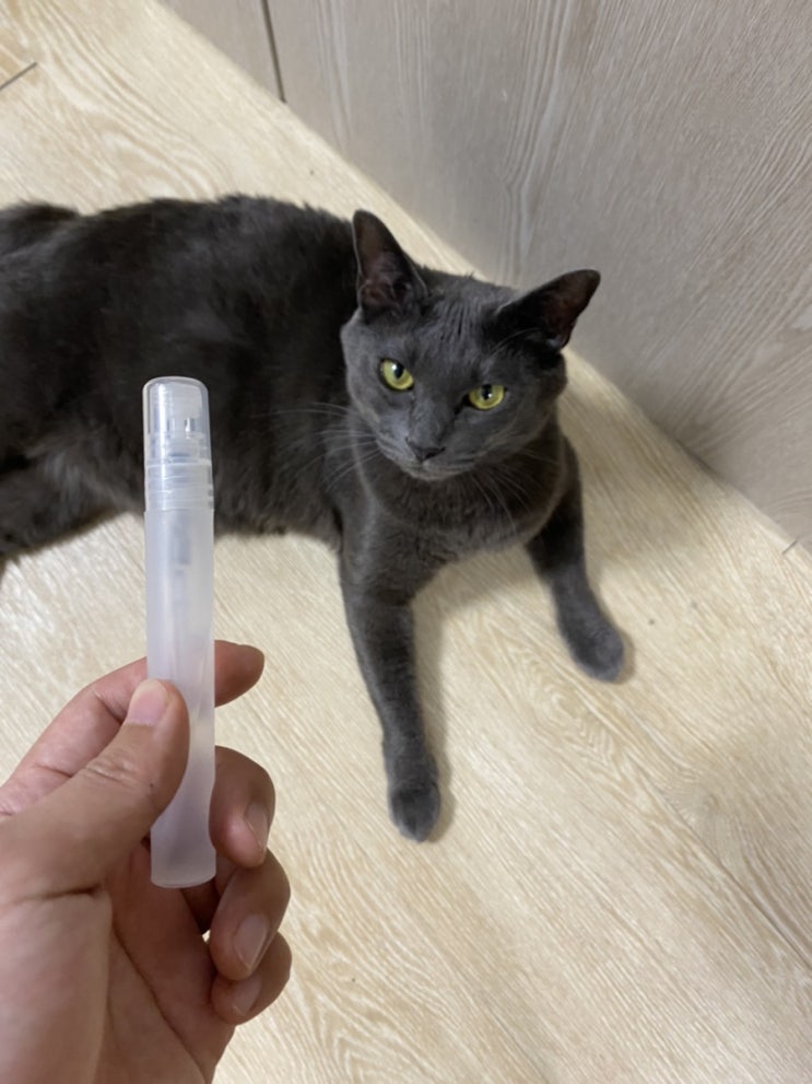 [고양이 스트레스 완화 마따따비 스프레이] 예민한 고양이 탄이