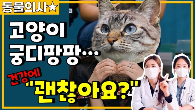 [주간 동물의사] 고양이 궁디팡팡 : 고양이가 좋아하는/싫어하는 이유, 건강에는 괜찮을까? 부작용은?