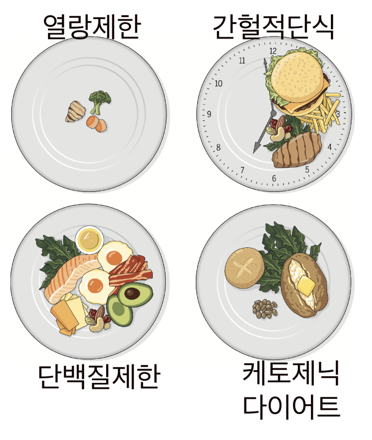 식단 조절을 통한 항노화 효과에 대한 허와 실