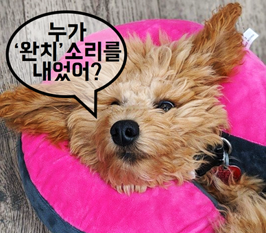  강아지 고양이 아토피/알러지에 '완치'란?