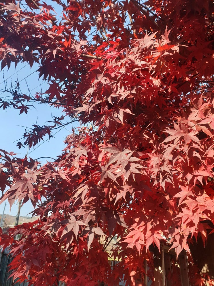  11월 셋째주 일상