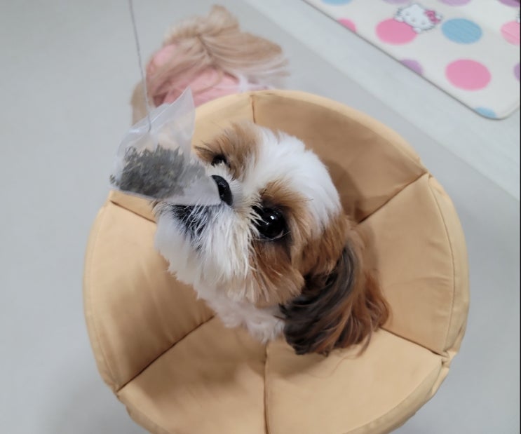  강아지 녹차, 가루, 티백 급여하면 안 되는 이유와 먹었을 때 대처법