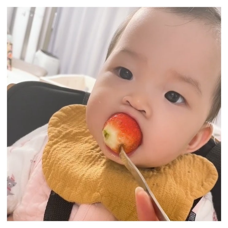  돌아기 홍시, 단감, 귤, 딸기 언제부터 먹는시기일까
