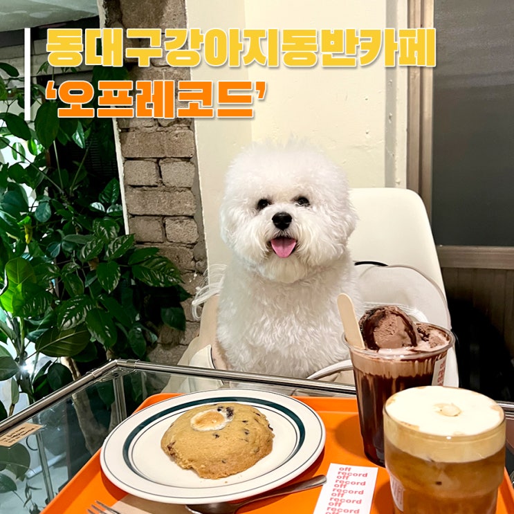  [대구 신천동 동대구 애견동반카페] 귀여운 리트리버가 있는 '오프레코드'