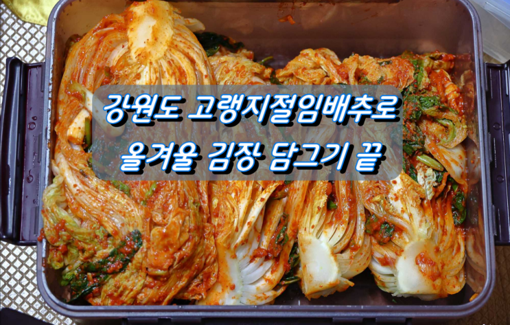 강원도 고랭지 절임배추 기획전을 이용하여 김장담그기 강원도 고랭지 절임배추 기획전을 이용하여 김장담그기