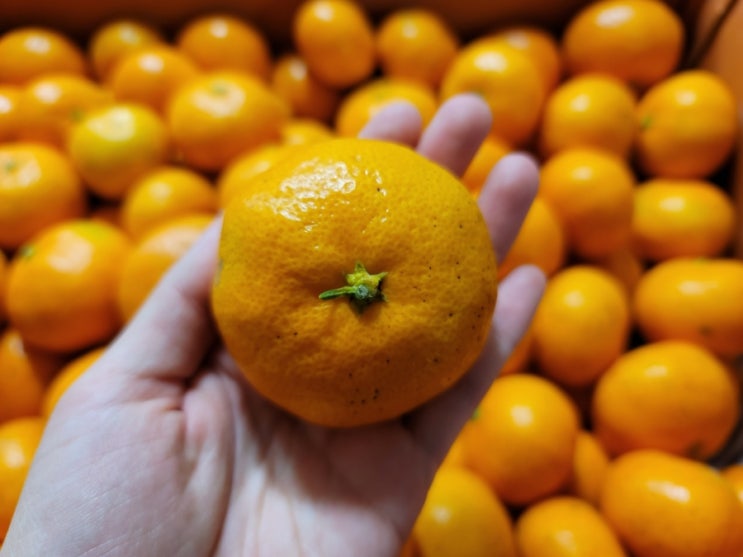 겨울엔 귤이죠 하나팜 제주귤 노지귤 겨울엔 귤이죠 하나팜 제주귤 노지귤
