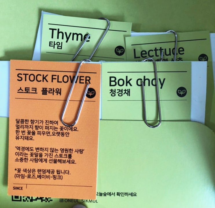  [식물일기] 오늘식물 수경재배기 식물일기, 식물과 함께하는 일상, 식물 키우기 팁