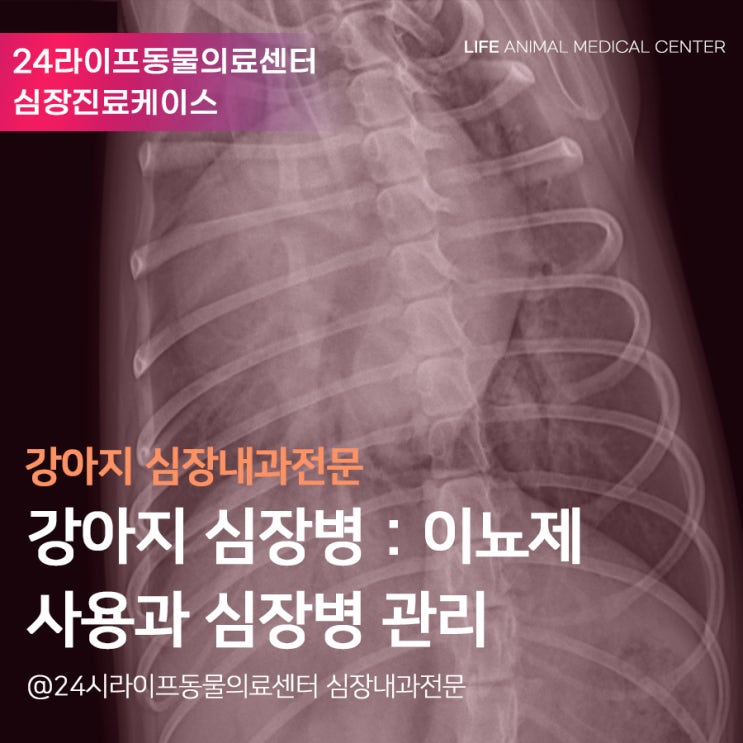 [대구강아지심장전문동물병원 / 24시라이프동물의료센터] 강아지 심장병 관리 : 강아지 이첨판폐쇄부전증 이뇨제 사용과 관리방법