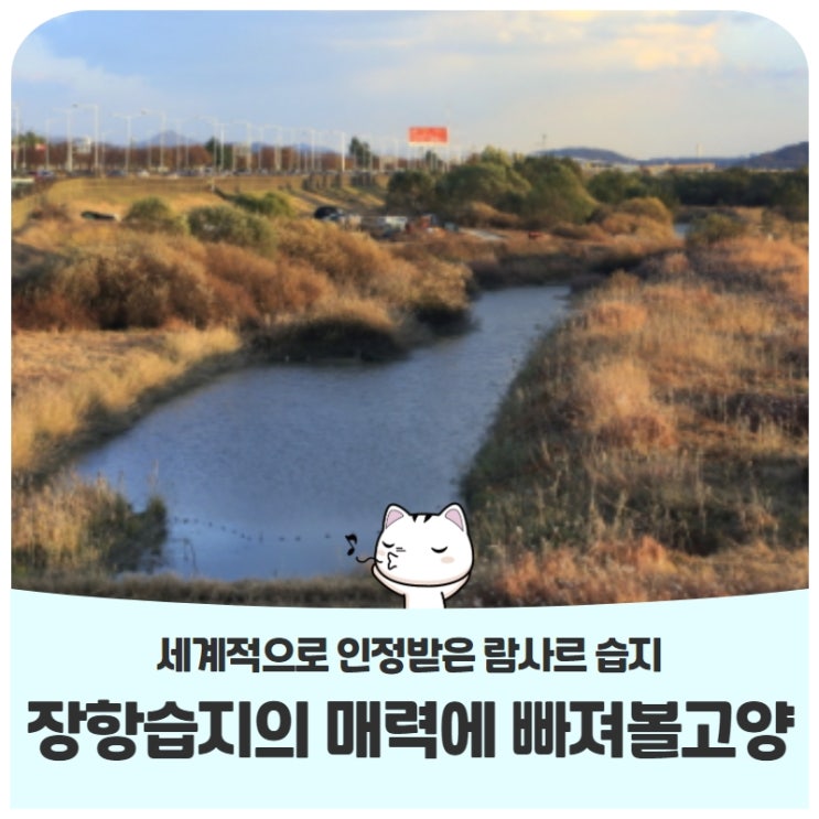 람사르 습지로 등록된 '장항습지'의 매력에 빠져볼고양! 람사르 습지로 등록된 '장항습지'의 매력에 빠져볼고양!