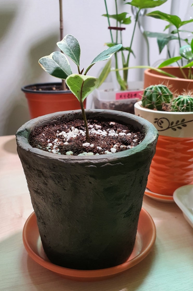  방에서 키우는 식물 스윗하트고무나무 키우기 How to Grow Ficus triangularis variegata (from 생명나무농장 카페 그레이스님)