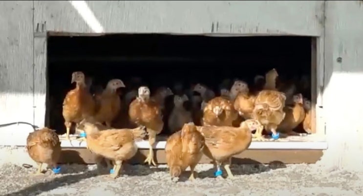 RFID 방목 닭의 행동 추적