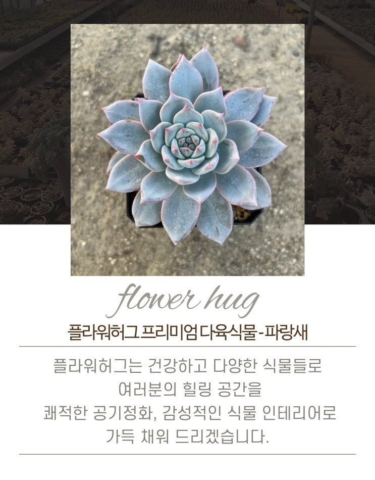  프리미엄 다육이 파랑새