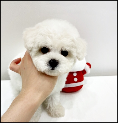  대전미니비숑분양 분양가 궁금했어요!