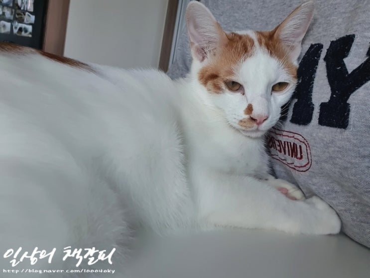  <2인2묘 라이프> 2021. 11. 18.~20. 사고뭉치 밤비와 정신없는 집사