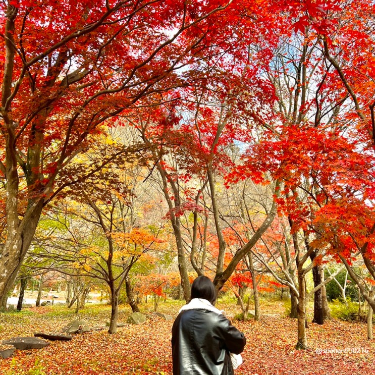 전라도 정읍가볼만한곳; 가을 단풍명소 전북 내장산국립공원 케이블카 주차장 여행코스추천