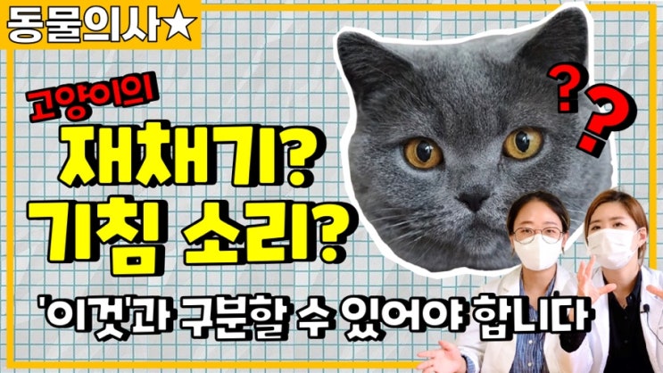  [주간 동물의사] 고양이 이상호흡 : 재채기/기침 소리 차이와 원인, 헤어볼 구토 아님 주의 (+팁)