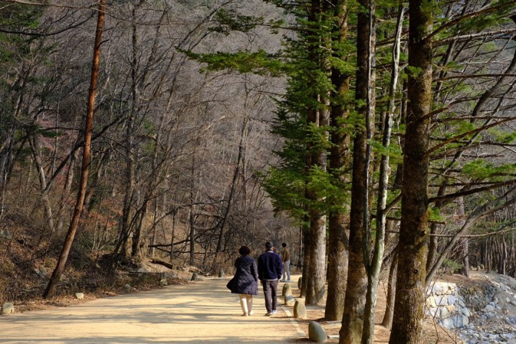 [평창추천여행코스] 잣향 가득 오대산월정사전나무숲길, 근처 볼거리