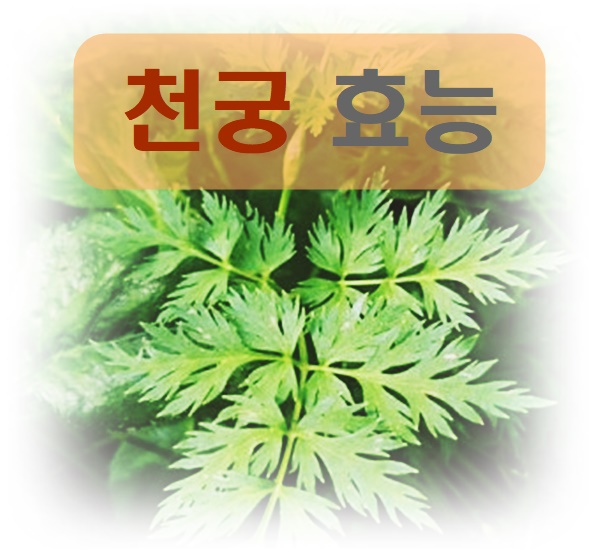 천궁 효능 알고 먹어요