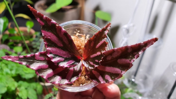  어느 날 갑자기 날아온 천사의 날개 줄라우보찌 베고니아 키우기 How to Grow Begonia Julau (Bocchi)