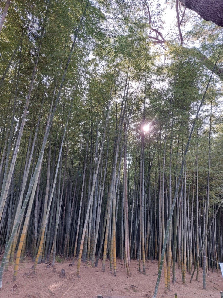 부산 갈만한곳 기장 아홉산숲 영화촬영지 사진찍기좋은 힐링 대나무 숲