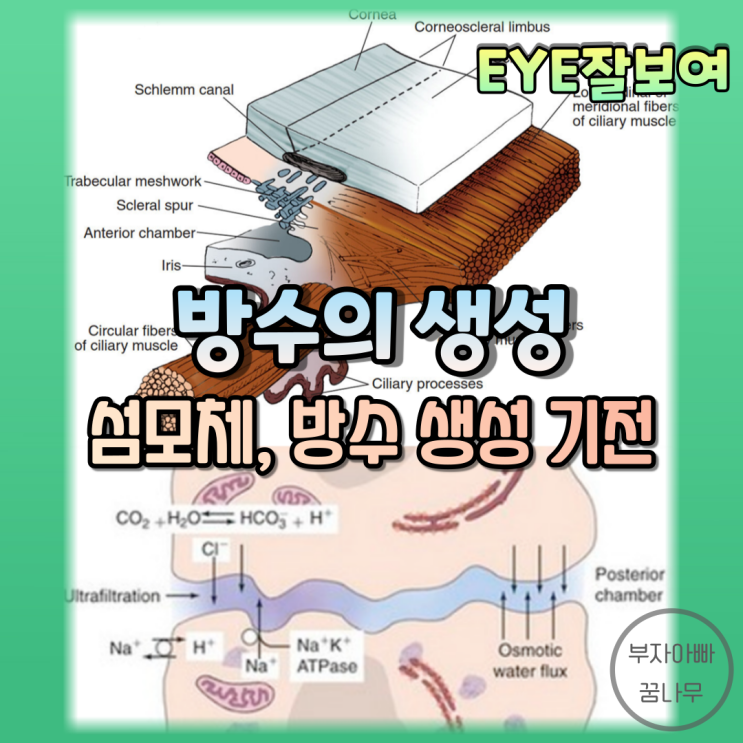 [EYE잘보여] 방수(Aqueous Humor)의 생성 - 섬모체(Ciliary Body)의 해부학적 구조, 방수 생산 속도 및 기전(분비, 초여과, 확산)