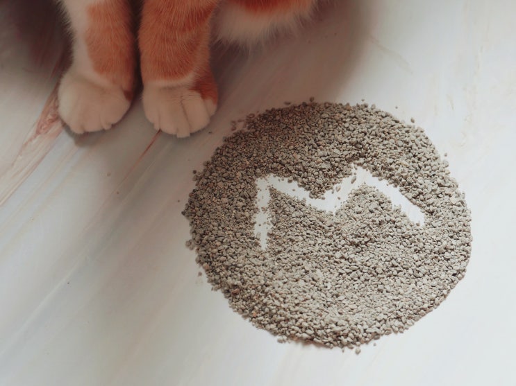  마이도미넌트 고양이 모래 냥이 눈꼽과 마음까지 사로잡았네