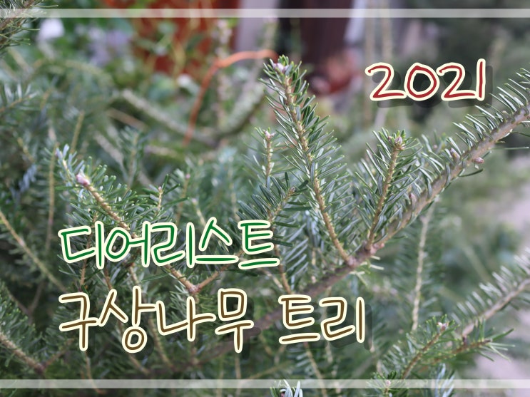 용인수지꽃집  2021 크리스마스트리 구상나무 한정판매