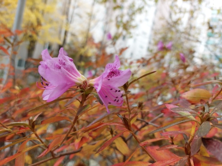 철쭉 가을에 꽃피다! 자연도 헷갈리는 세상  사랑의 기쁨