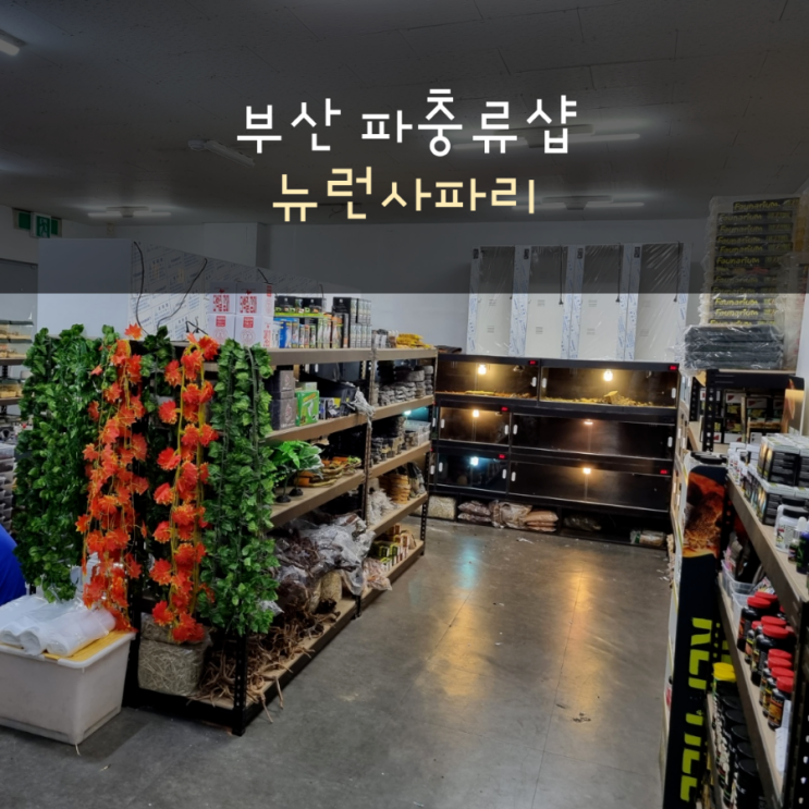  부산 파충류샵 뉴런사파리