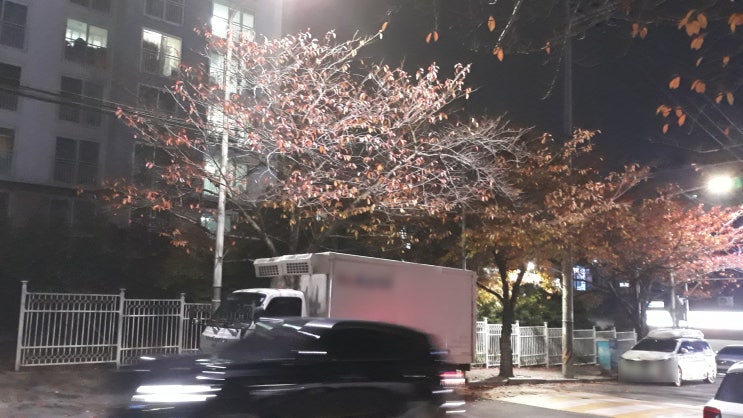 벚나무 단풍 낙엽 사진 벚나무 단풍 낙엽 사진