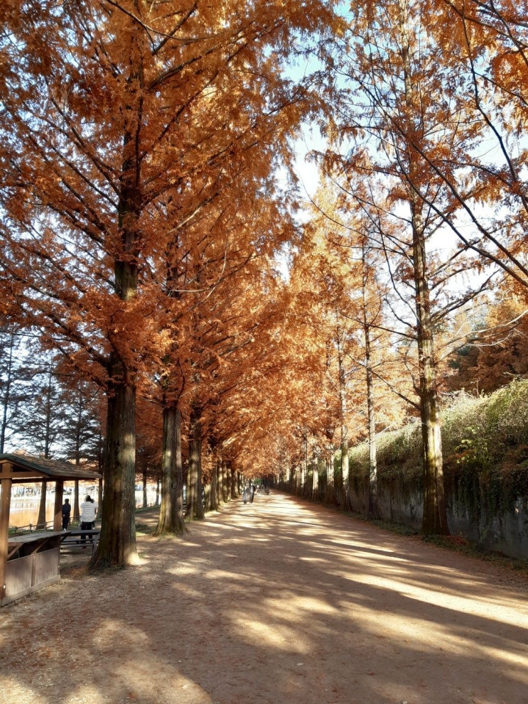  담양 메타세콰이어길과 어린이프로방스,개구리생태공원,호남기후변화체험관 관람소감!