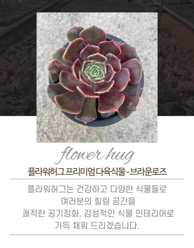  프리미엄 다육이 브라운로즈