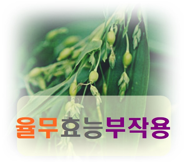 율무효능 부작용 알고 먹어요