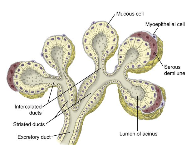 침샘의 종류와 구조, 타액의 구성과 기능 -  이하선, 악하선, 선하선, 침샘의 노화