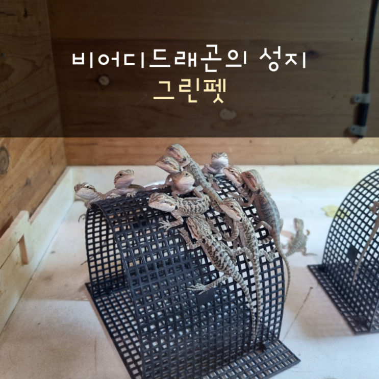  부산 파충류샵 비어디드래곤의 성지 그린펫