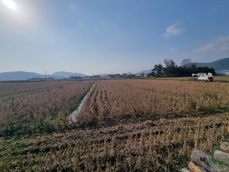  콩 수확 완료 (콩농사는 처음이라..)