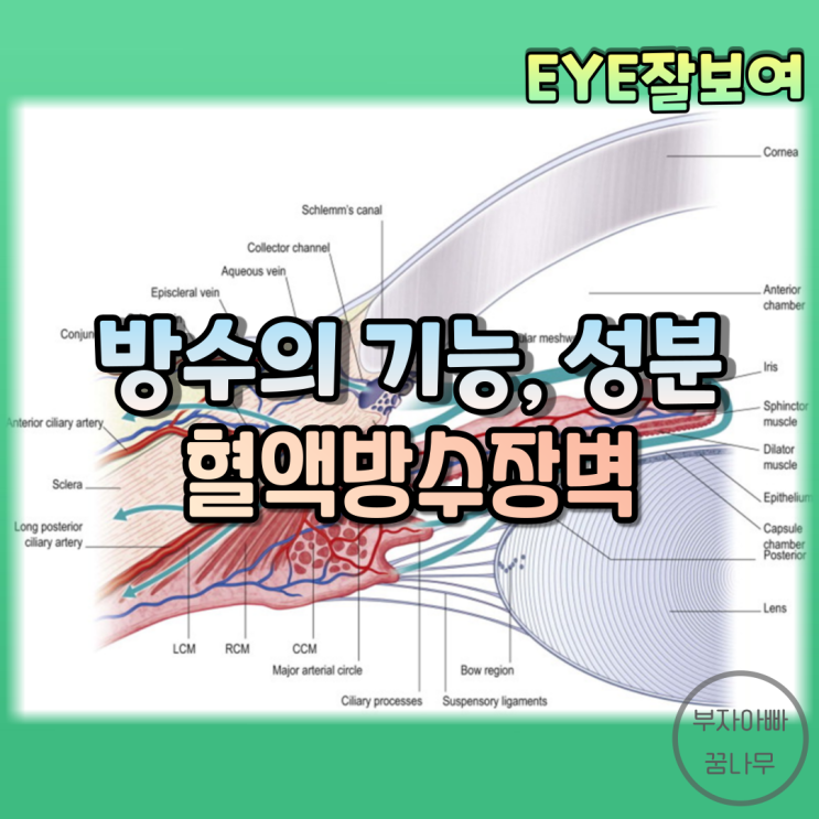  [EYE잘보여] 방수(Aqueous Humor)의 기능과 성분, 혈액방수장벽(Blood Aqueous Barrier)