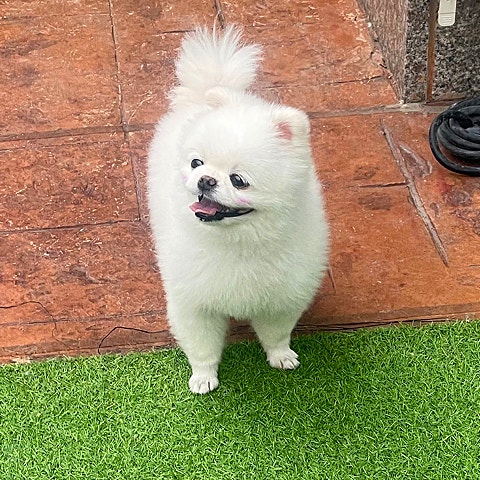 사진 8