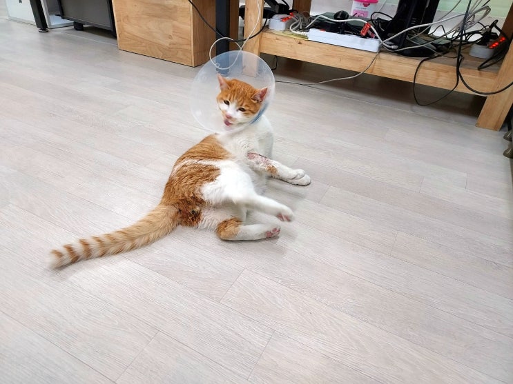  쉽지 않은 고양이 냥 집사의 길, 에효~~