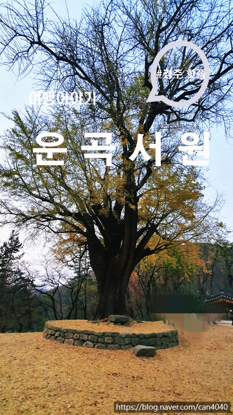  은행나무 운곡서원 다녀오다