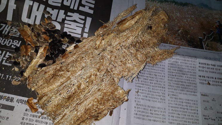 천연수세미 씨앗 20립 2천원 천연수세미 씨앗 20립 2천원