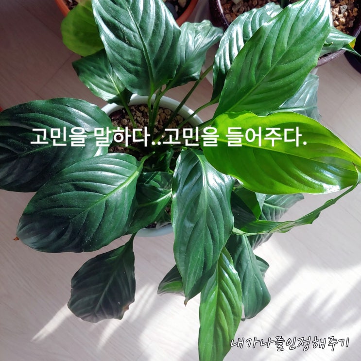  당신이 자신을 사랑해야 하는 이유는 자신을 사랑하지 않으면 기분이 좋아질 수 없기 때문이다