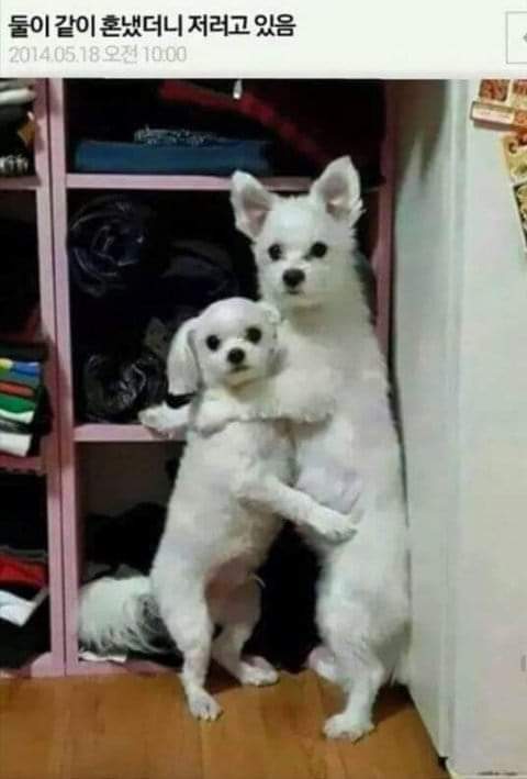  심심함에 터는 귀여운존재들!!! 고양이 강아지 짤 #14탄