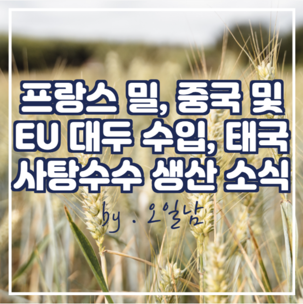  프랑스 밀 최고가 경신, 중국 미국산 대두 수입 감소, EU 대두 및 유채 수입량, 태국 사탕수수 생산량 소식