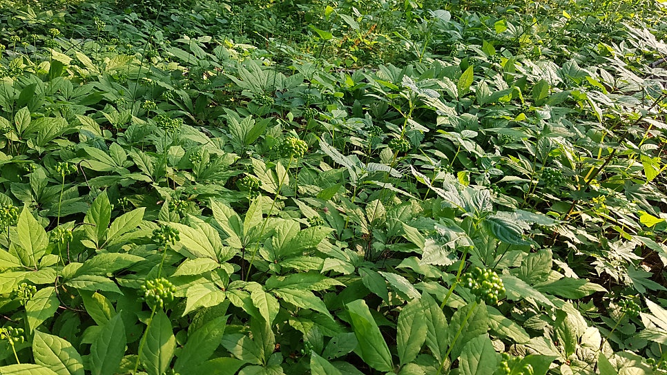 천지산 사진 2