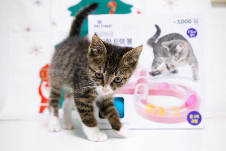 다이소에 있는 고양이 장난감 추천 2탄 8자형 트랙 볼